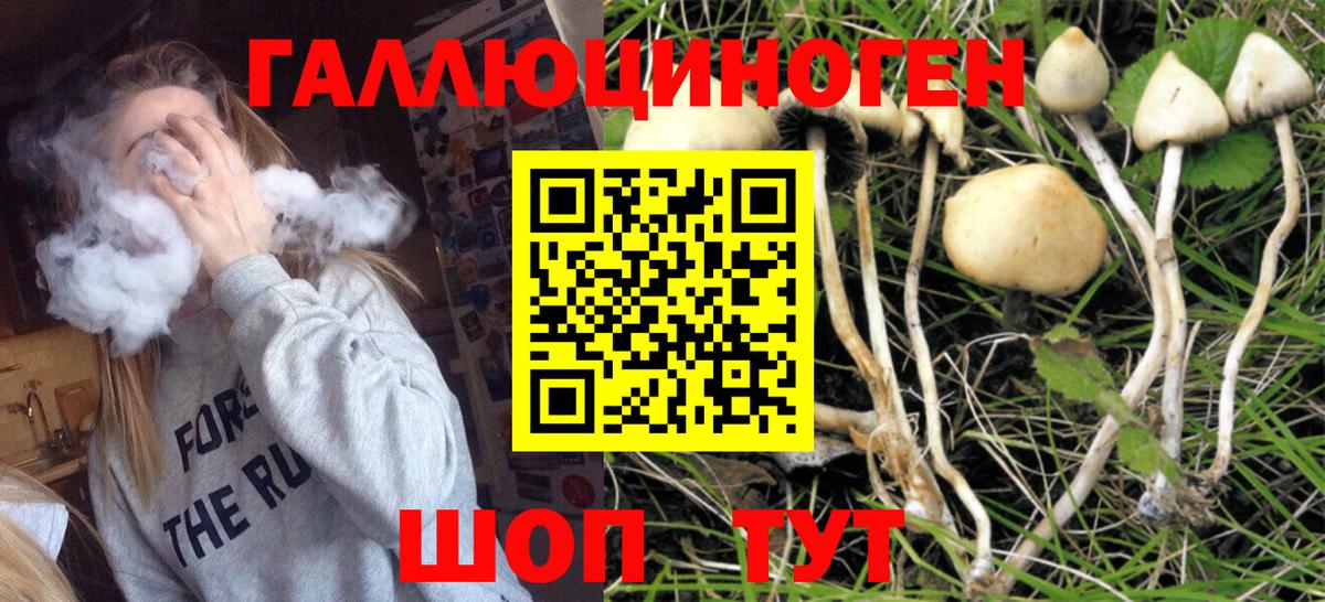 Псилоцибиновые грибы прущие грибы Избербаш